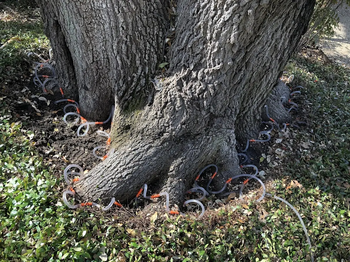Detailed Tree Cabling and Bracing job site in Homer