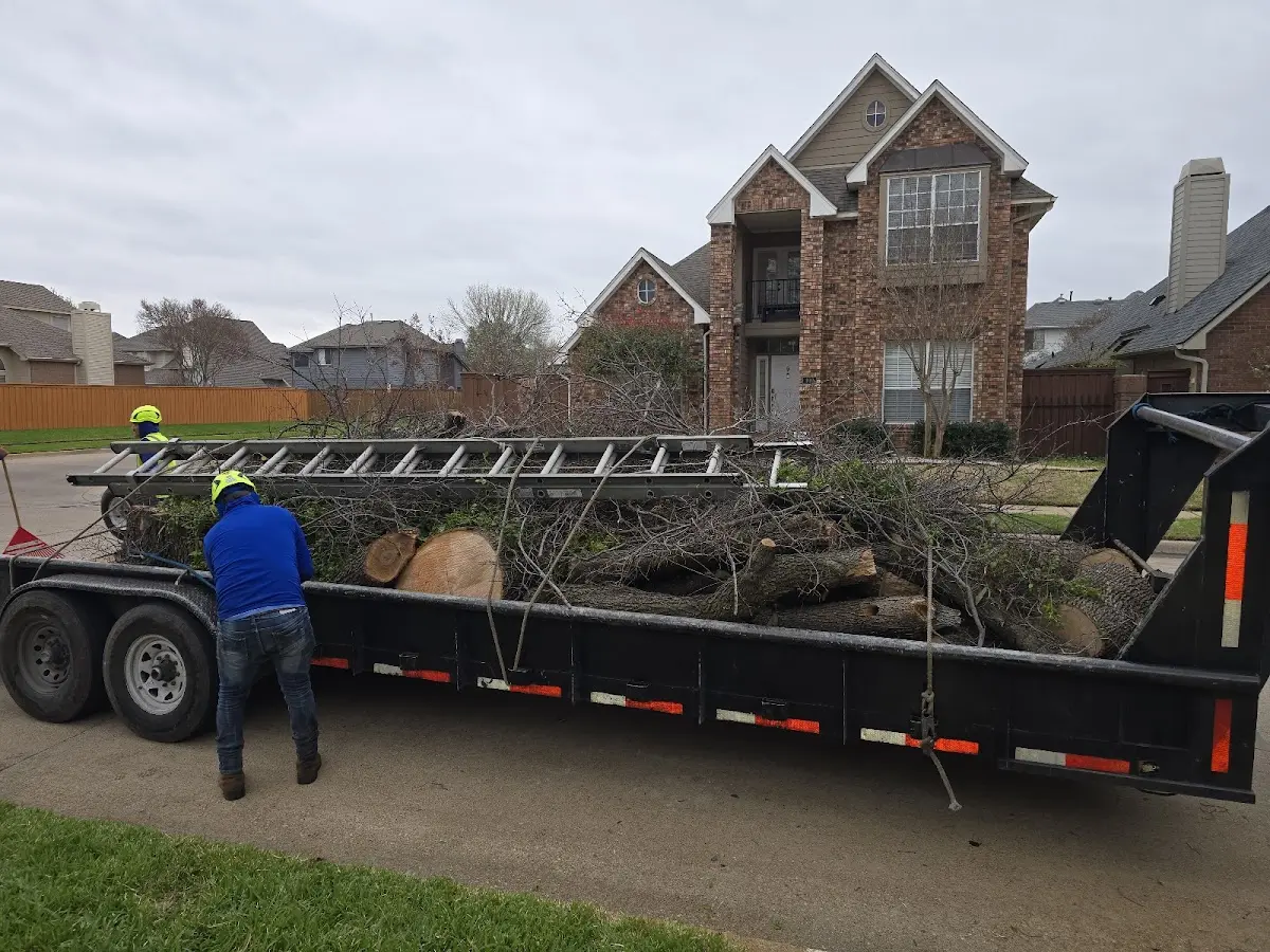 Expert Tree Pest Control with proper safety equipment in Homer